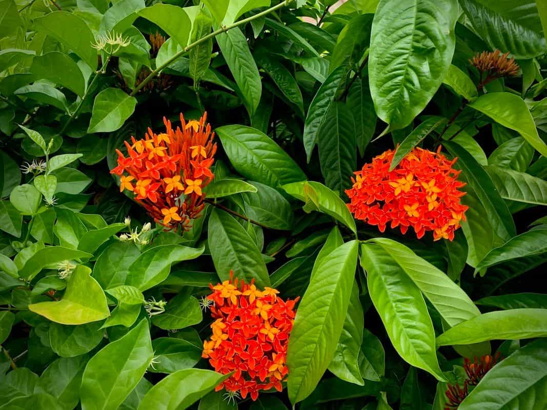 DOUSMAN Radio: TVRBO