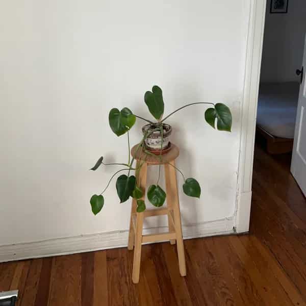 African Sonic Research