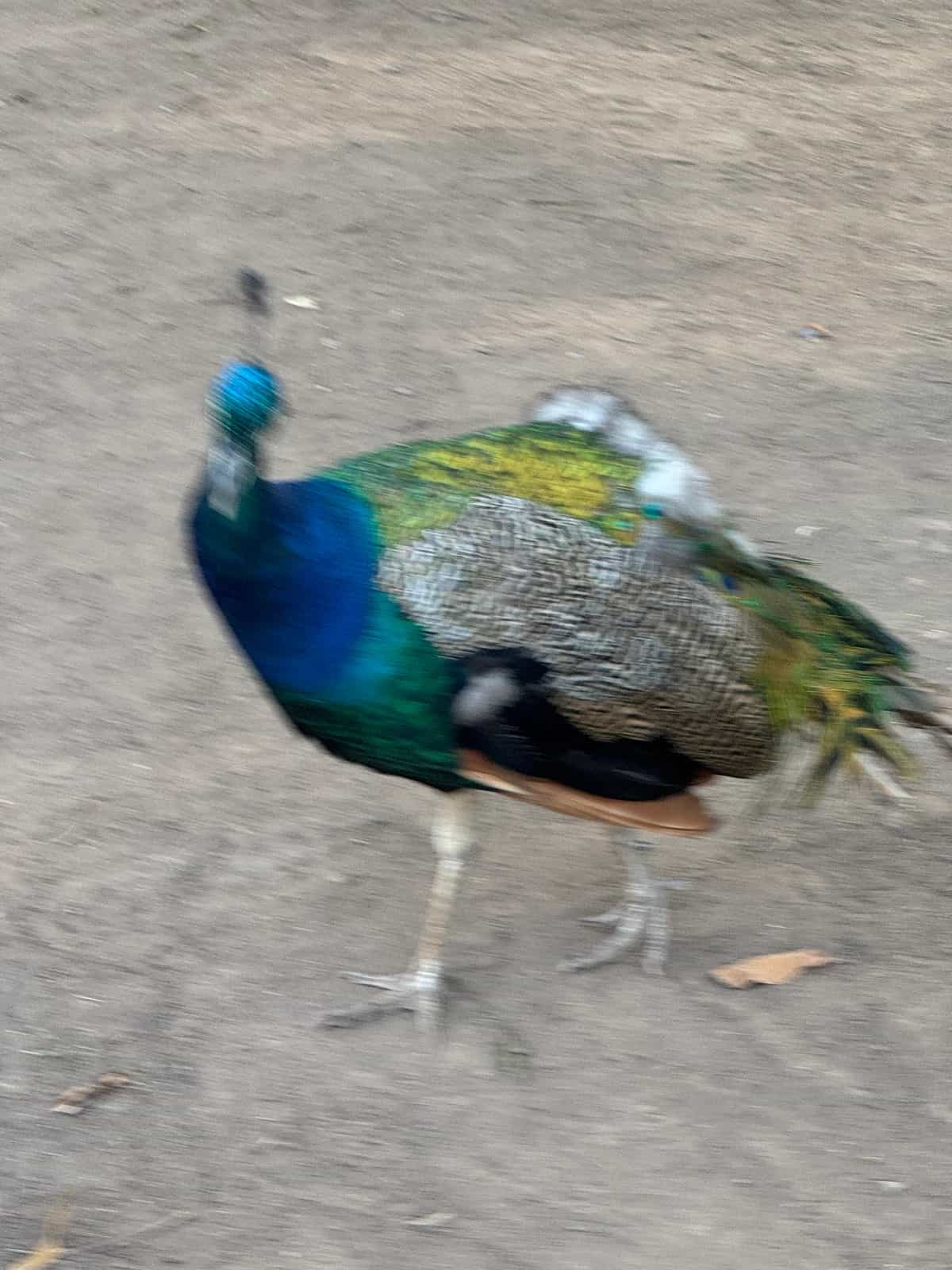 Only Judge Can God Me!