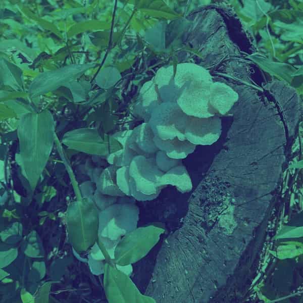 The Echochamber invites Sippin' T