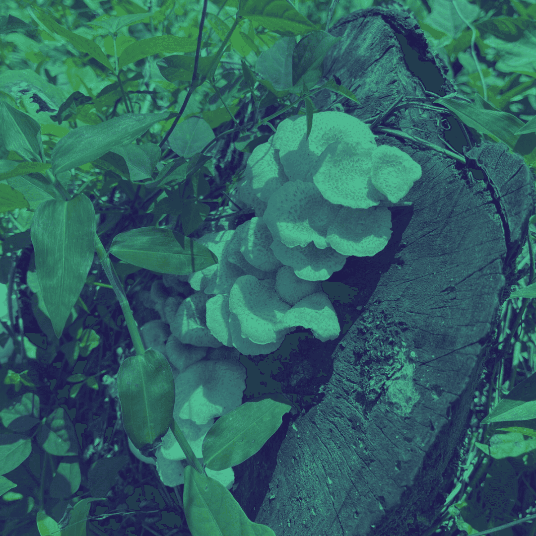 The Echochamber invites Sippin' T