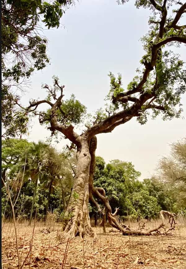 Melanin Forms of Dopamine (MFD) 