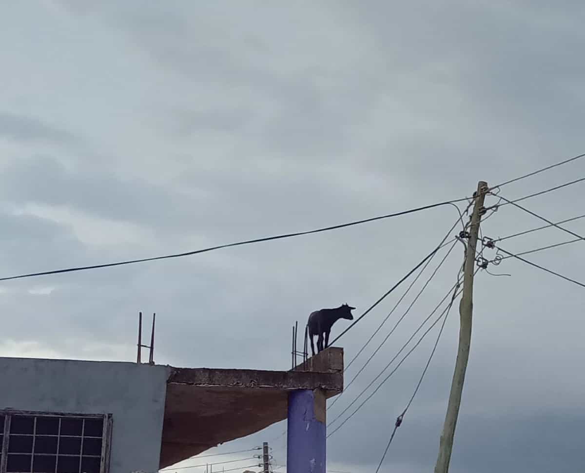 Accracitynice Playlist